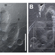 Imagen: Kyung Soo Kim et al., 2019/Scientific Reports